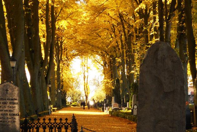 Herbstliche Allee auf einem Friedhof mit hohen Bäumen, goldenen Blättern und Grabsteinen im Laub.